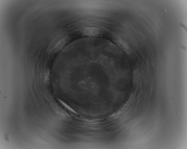 X0000097500073200803071811