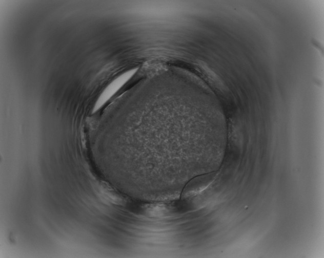 X0000097500074200803071811