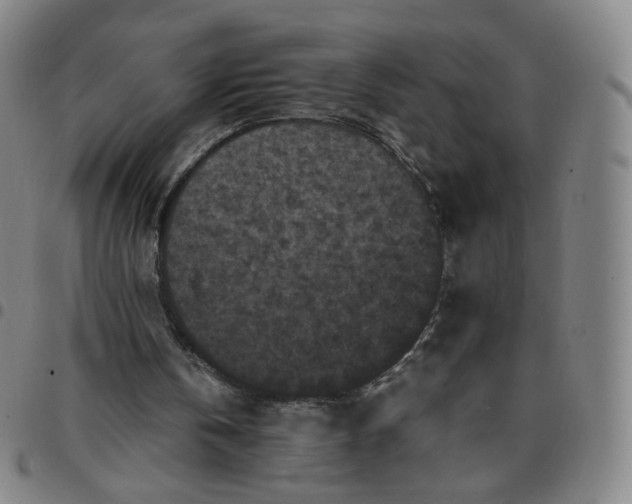 X0000097500146200803071810