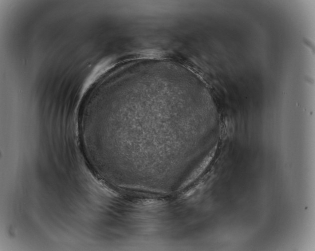 X0000097500198200803071810