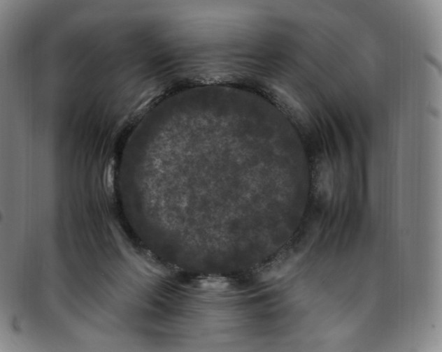 X0000097500214200803071809