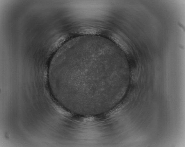 X0000097500309200803071808