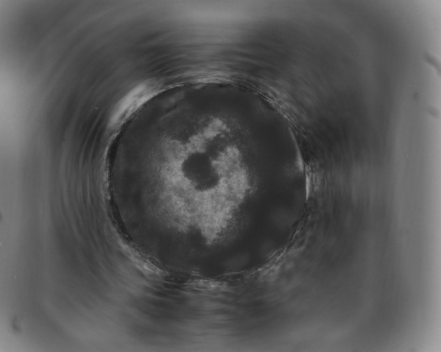 X0000097500339200803071807