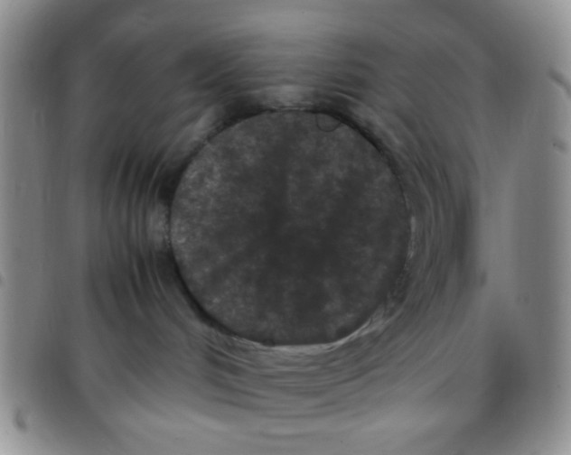 X0000097500048200803142029