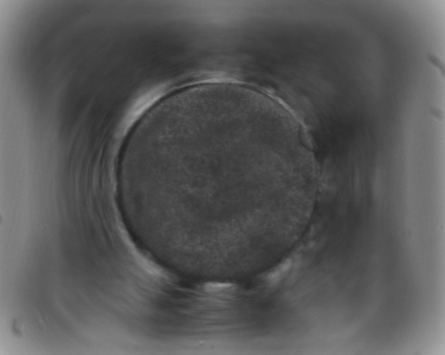 X0000097500055200803142028