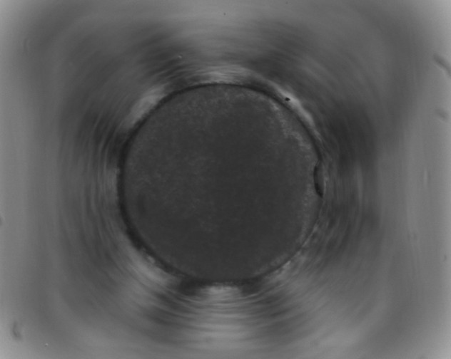 X0000097500154200803142027