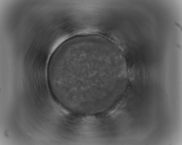 X0000097500196200803142027