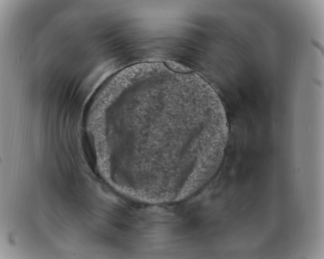 X0000097500290200803142026