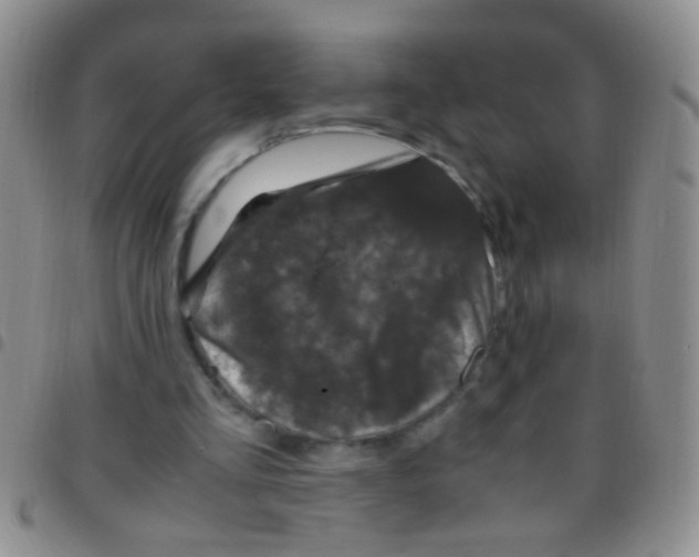 X0000097500293200803142025