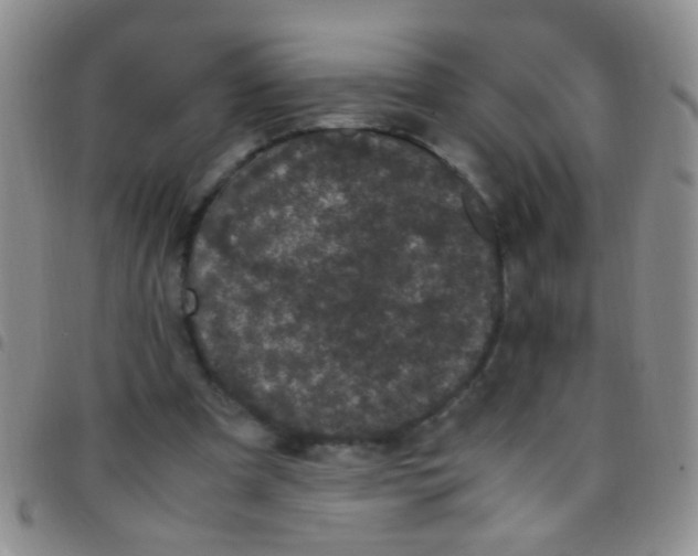 X0000097500297200803142025