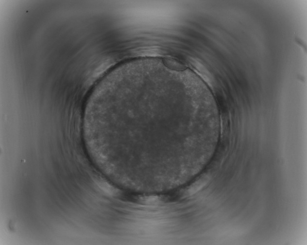 X0000097500301200803142025