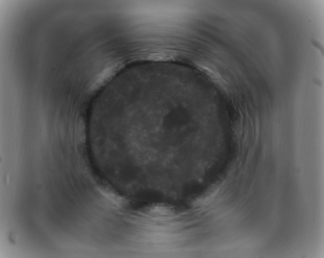 X0000097500303200803142025