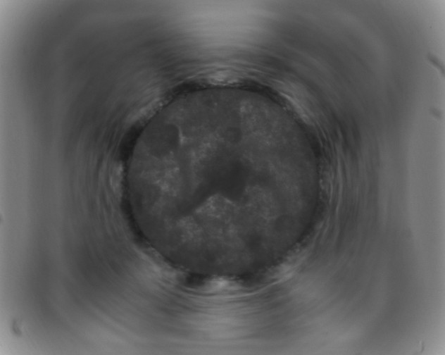 X0000097500319200803142025