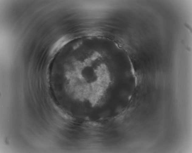 X0000097500339200803142024