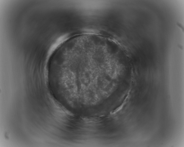 X0000097500343200803142024