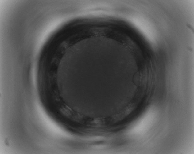 X0000097500383200803142025