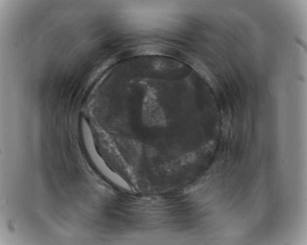 X0000097500386200803142024