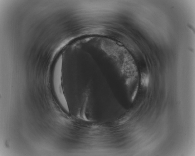 X0000097500388200803142024