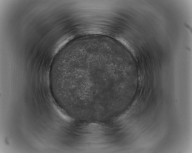 X0000097500390200803142024