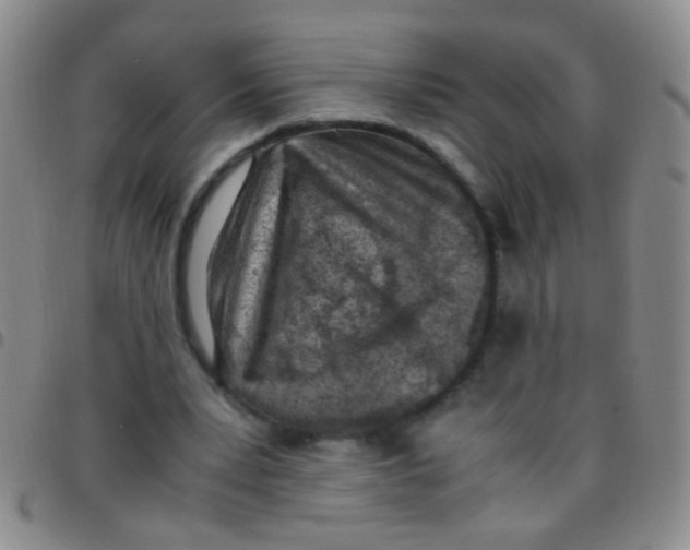 X0000097500391200803142024