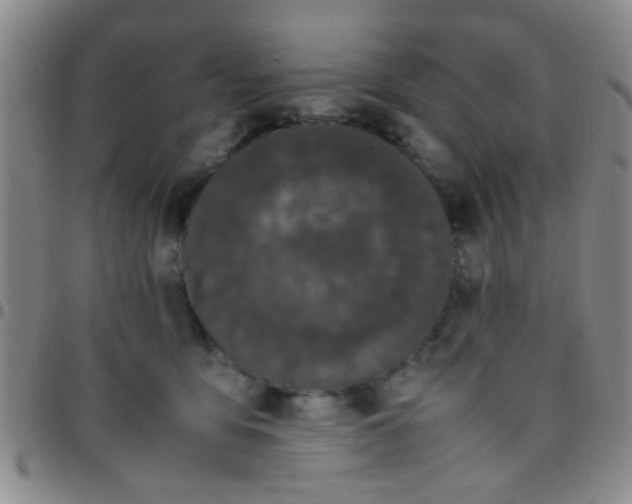 X0000097500419200803142024