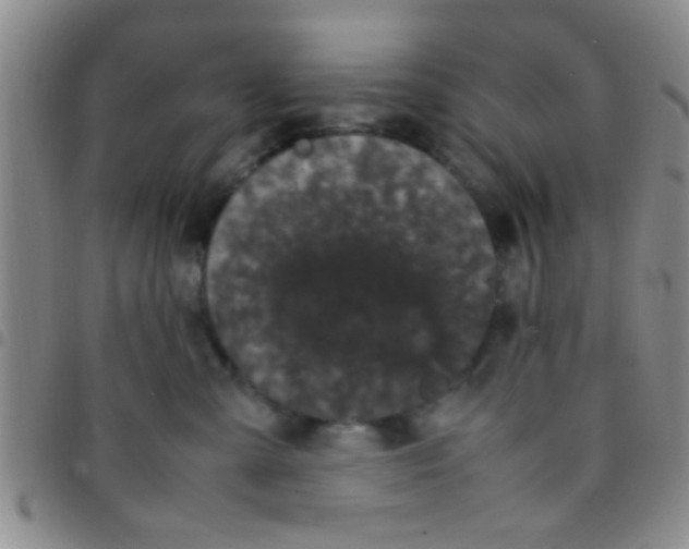 X0000097500427200803142023