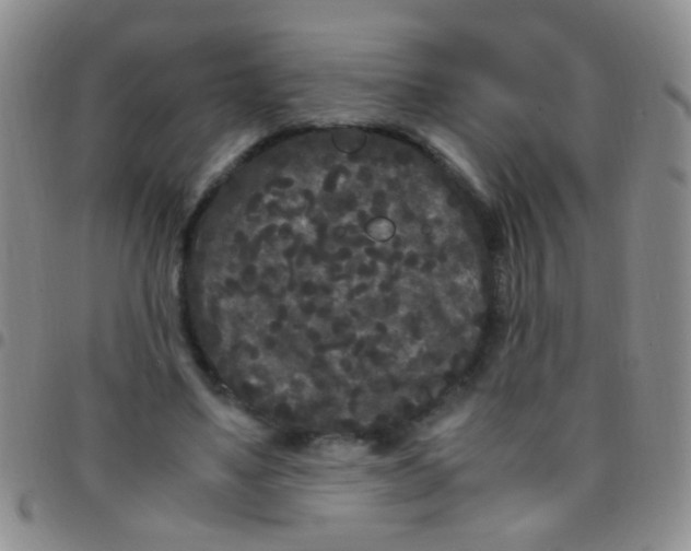 X0000097500491200803142023