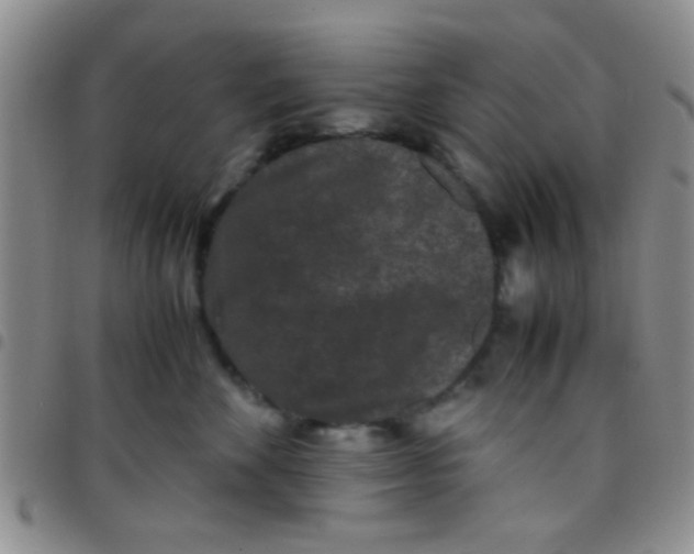 X0000097500524200803142022