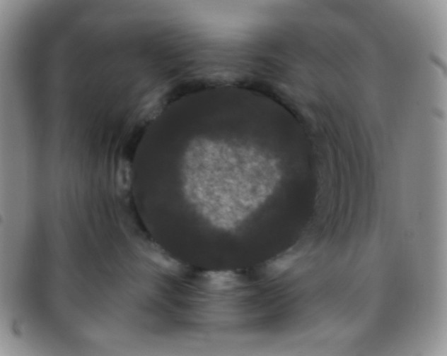 X0000097500528200803142022