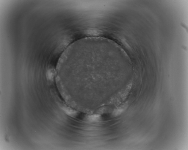 X0000097500576200803142022