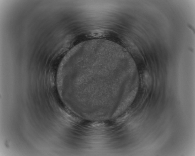 X0000097500606200803142021