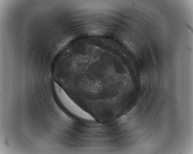 X0000097500637200803142020