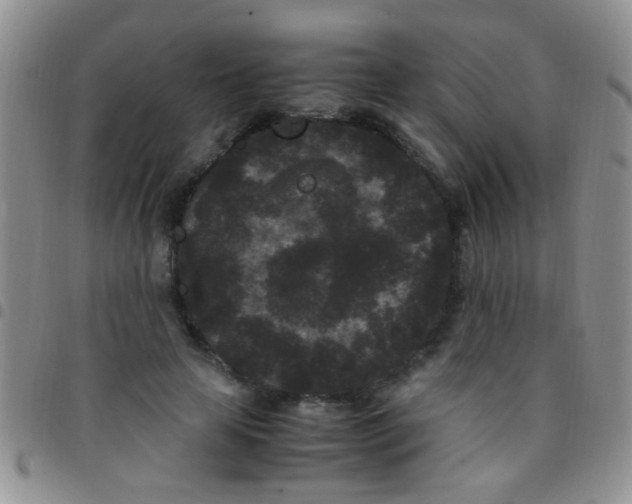 X0000097500641200803142020