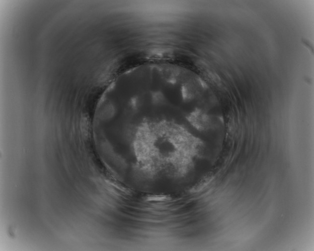 X0000097500659200803142020