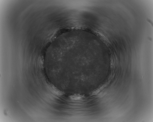 X0000097500661200803142020