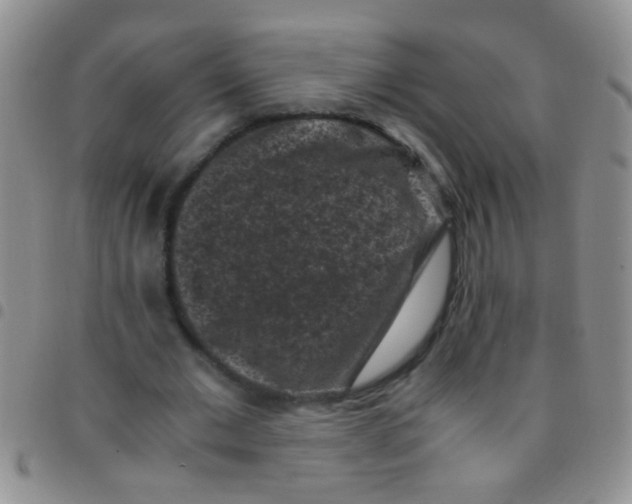 X0000097500677200803142020