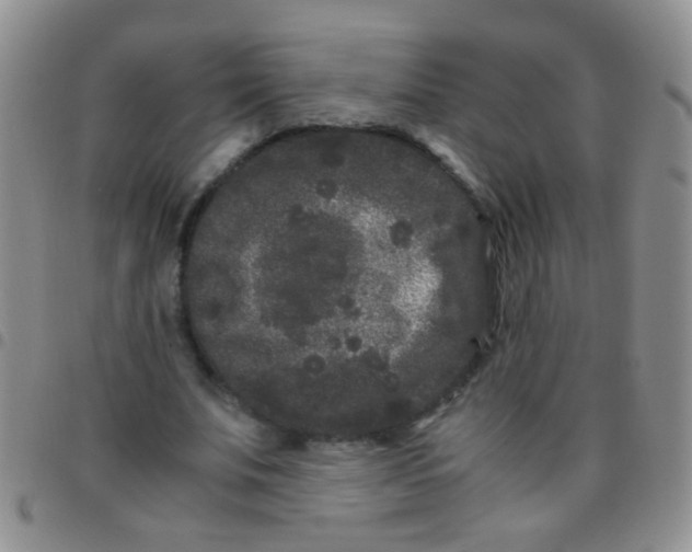 X0000097500679200803142020