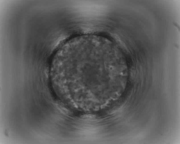 X0000097500691200803142020