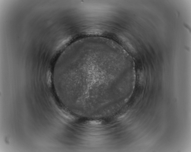 X0000097500692200803142020