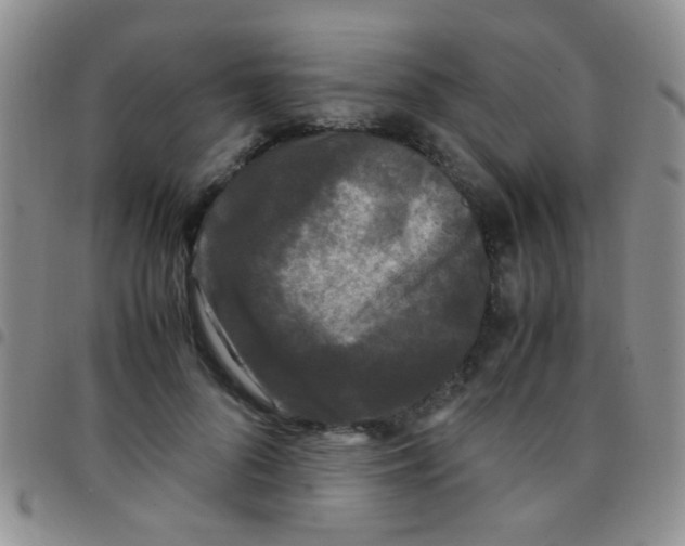 X0000097500696200803142020