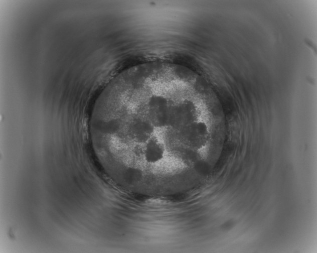 X0000097500699200803142020