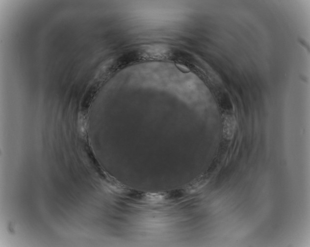 X0000097500701200803142020