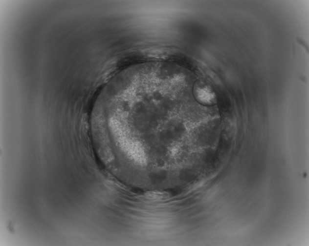 X0000097500707200803142019