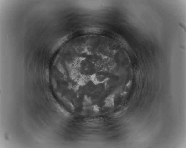 X0000097500729200803142019