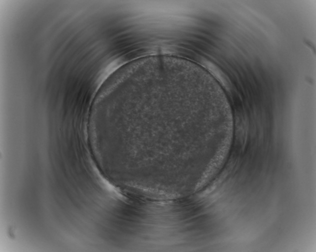 X0000097500810200803142018