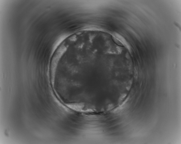 X0000097500863200803142018