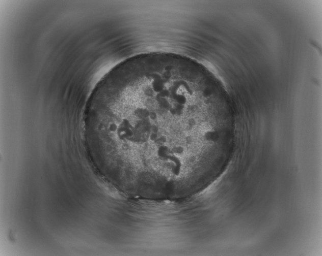 X0000097500879200803142017