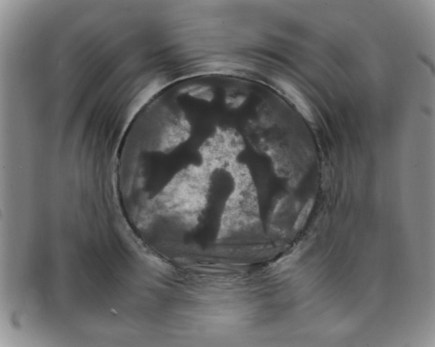 X0000097500899200803142017