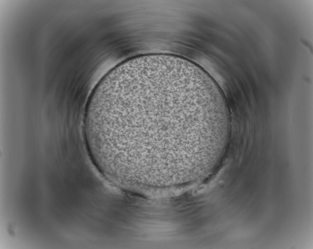 X0000097500901200803142017