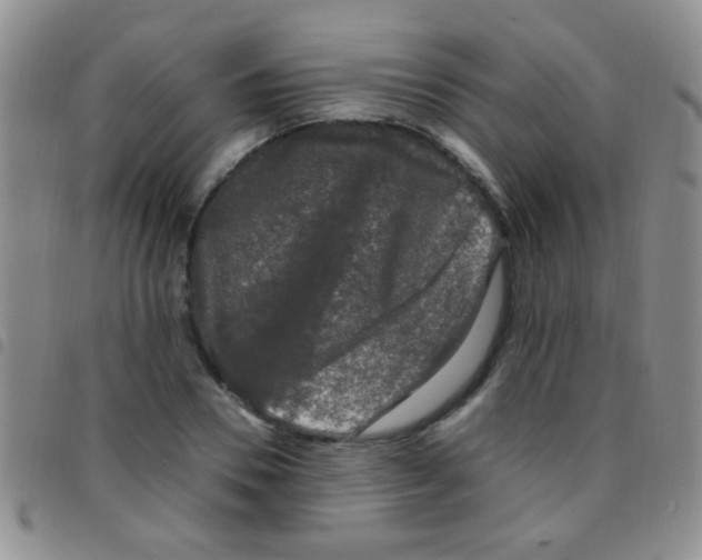 X0000097500930200803142016